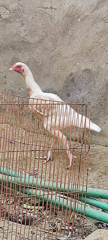 Top Quality Pure Breed Heera Hera Hira 4