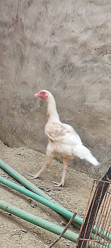 Top Quality Pure Breed Heera Hera Hira 5