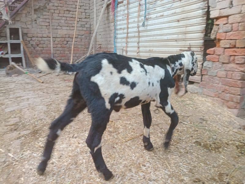 goat for sale 3