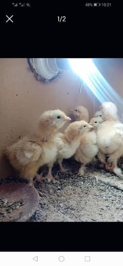 golden buff chicks