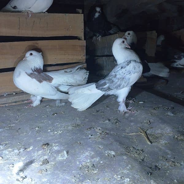 pigeons 2