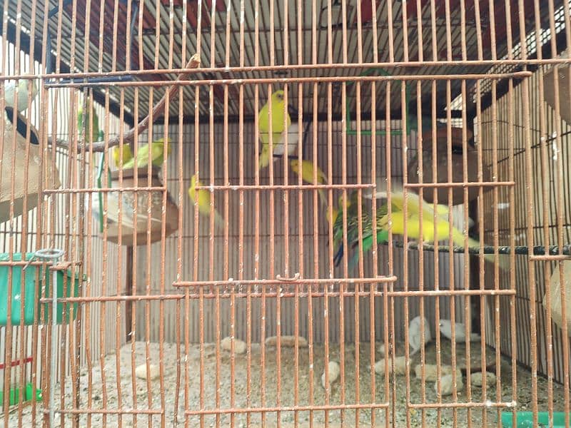 Cage with 30 birds for sale. 1