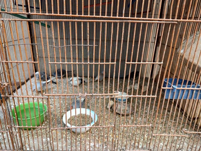 Cage with 30 birds for sale. 2