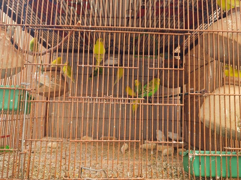 Cage with 30 birds for sale. 3