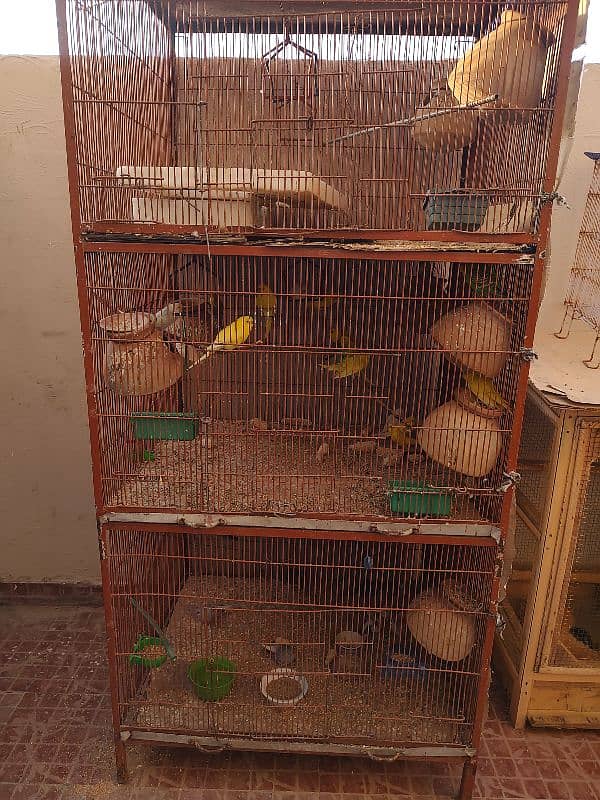 Cage with 30 birds for sale. 4