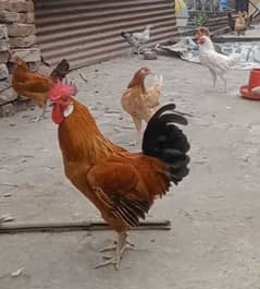 Dasi rosters and 4 portion cage for sale  03047797044