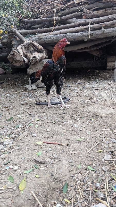 Male age 9To10 month Hen age 6 month 1