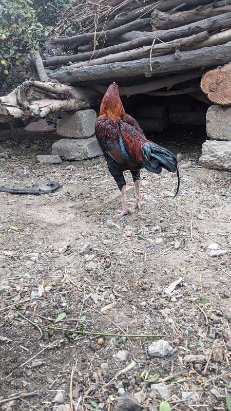 Male age 9To10 month Hen age 6 month 4