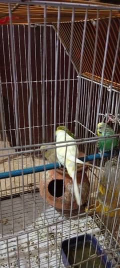 5 Parrots Budgie with Cage