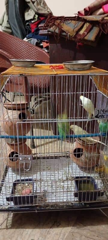 5 Parrots Budgie with Cage 1