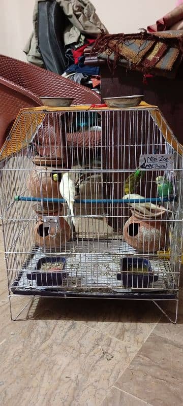 5 Parrots Budgie with Cage 2