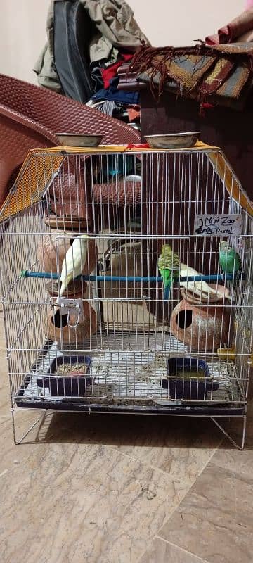 5 Parrots Budgie with Cage 3