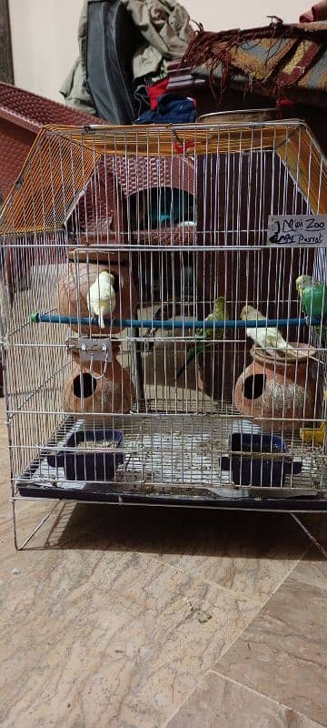 5 Parrots Budgie with Cage 4