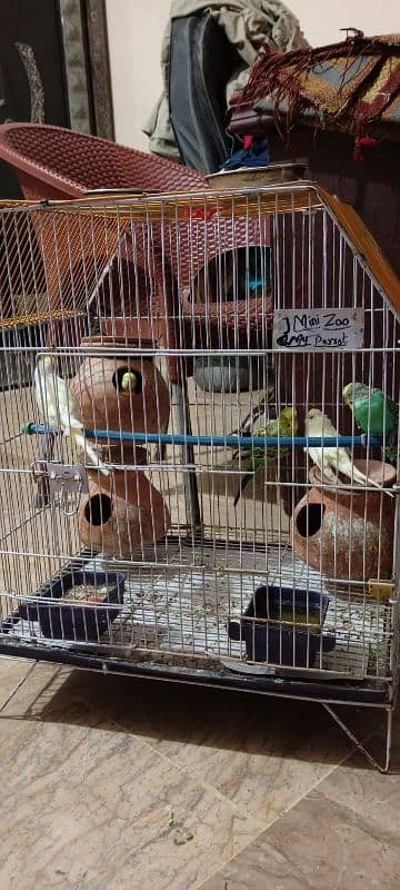 5 Parrots Budgie with Cage 5