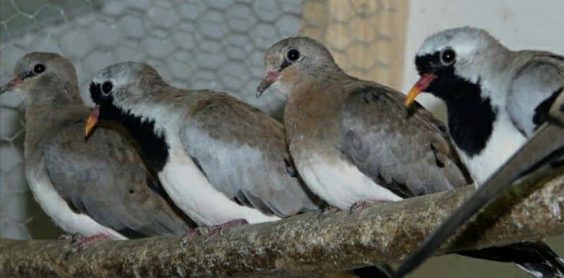 Cape  Dove  Breeder  Pairs    کیپ  ڈوو  بریڈر  جوڑے 1