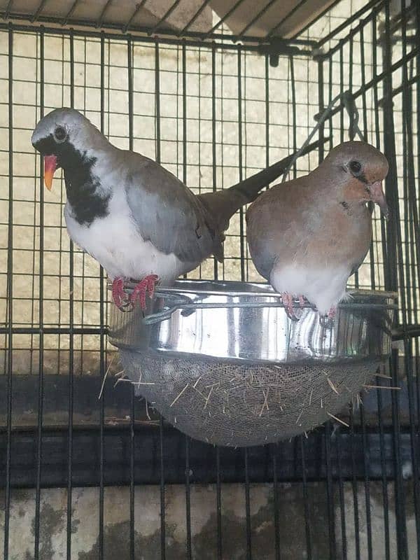 Cape  Dove  Breeder  Pairs    کیپ  ڈوو  بریڈر  جوڑے 3