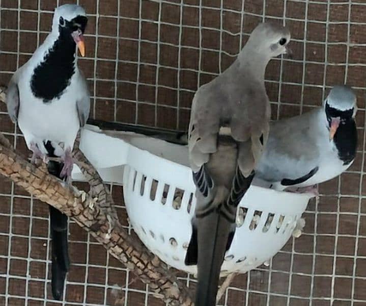 Cape  Dove  Breeder  Pairs    کیپ  ڈوو  بریڈر  جوڑے 5