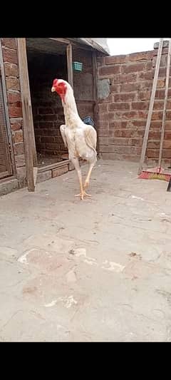 top quality white shamo phatha