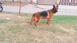 German shepherd breeder female