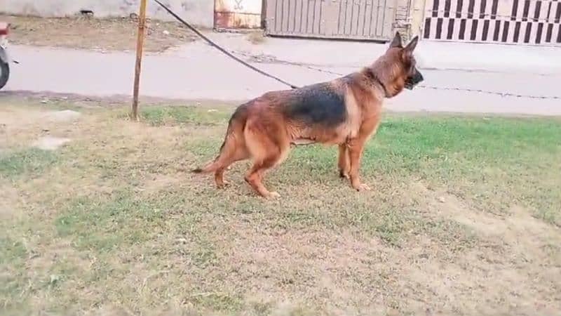 German shepherd breeder female 1