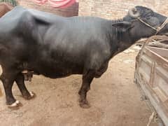 1 caw or 1 Buffalo  ha or 1 bakra ha