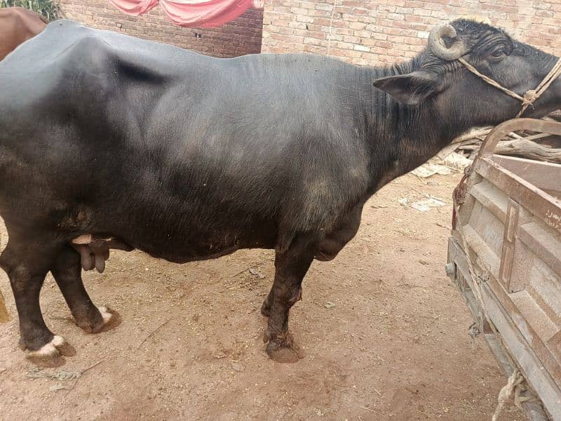 1 caw or 1 Buffalo  ha or 1 bakra ha 0