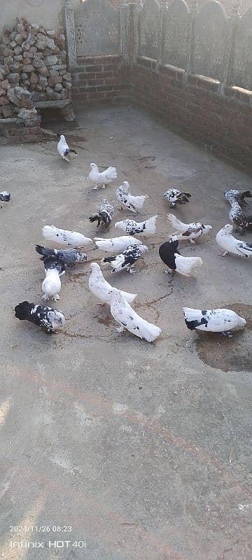 pigeons 5