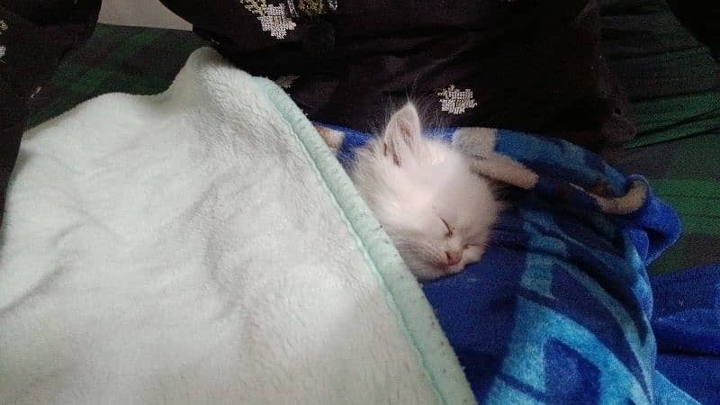 Persian cat age 2 month 3