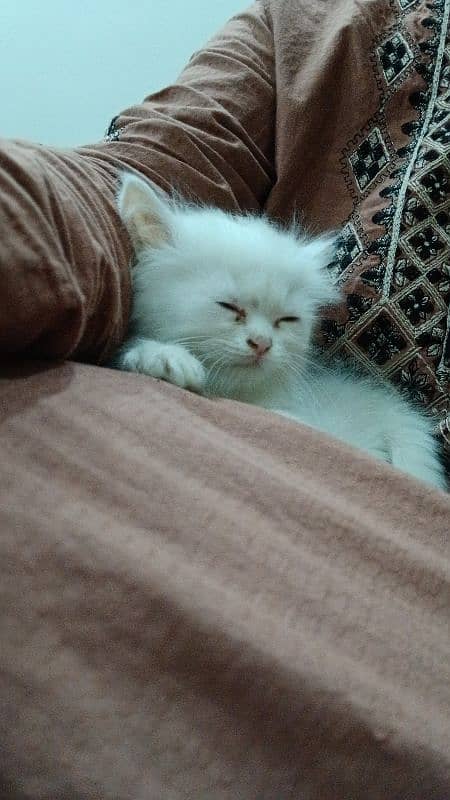 Persian cat age 2 month 4