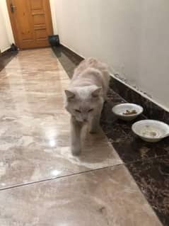 Persian cat for sale urgent