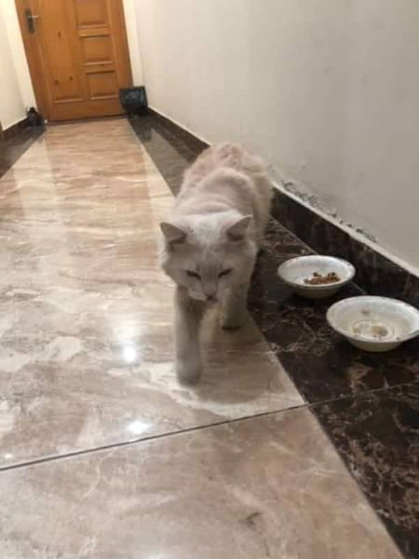 Persian cat for sale urgent 0