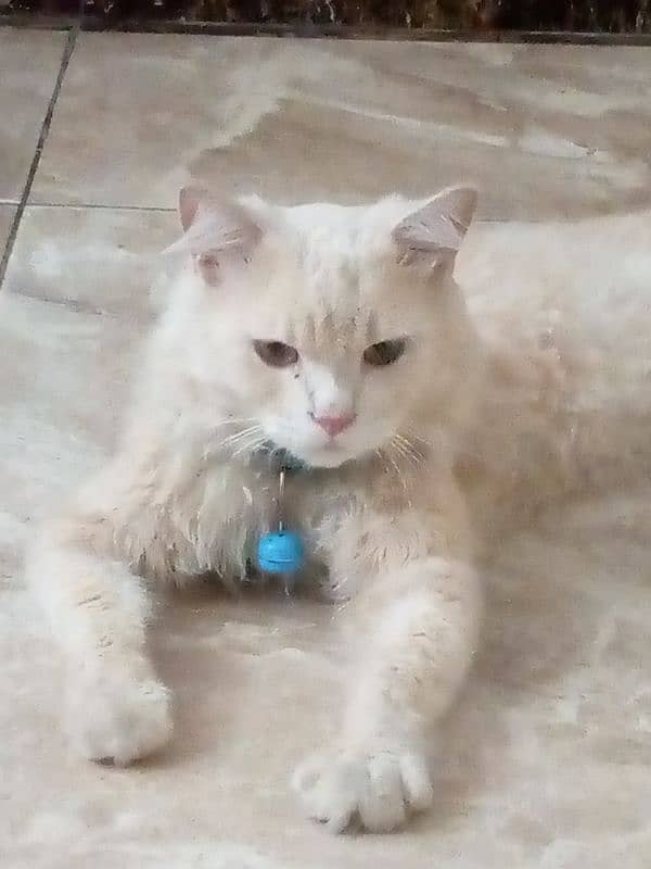 Persian cat for sale urgent 1