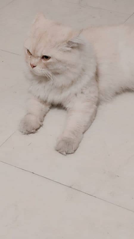 persian cat 3