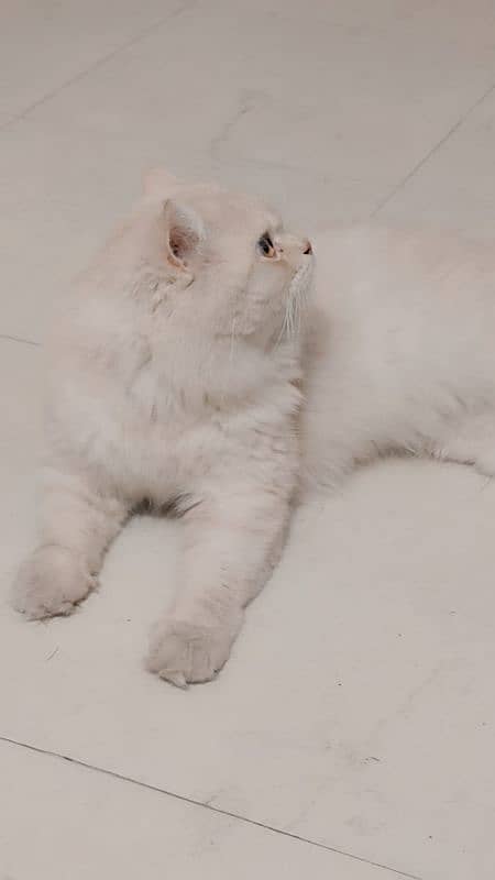 persian cat 4