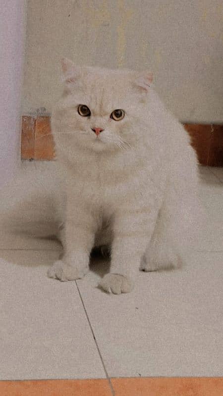 persian cat 5