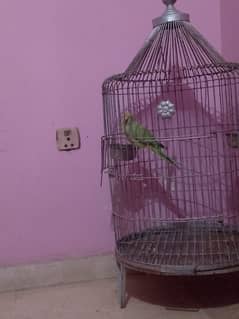 Row female parrot sales with big cage