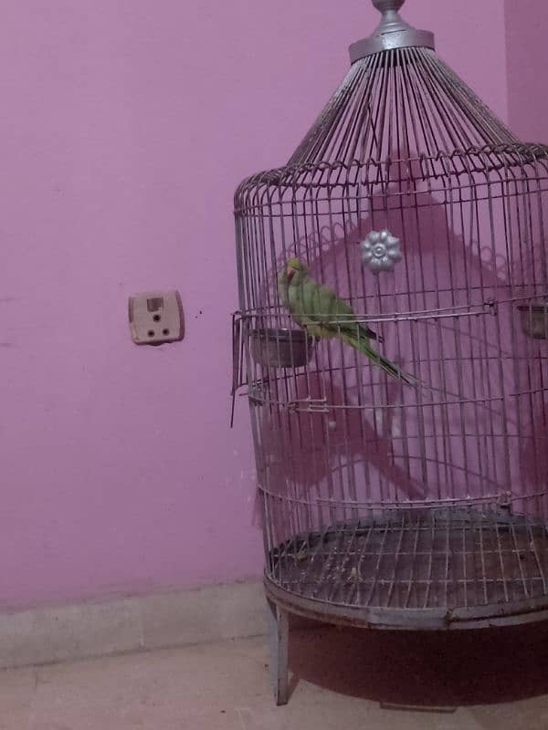 ringneck female parrot sales with big cage 0