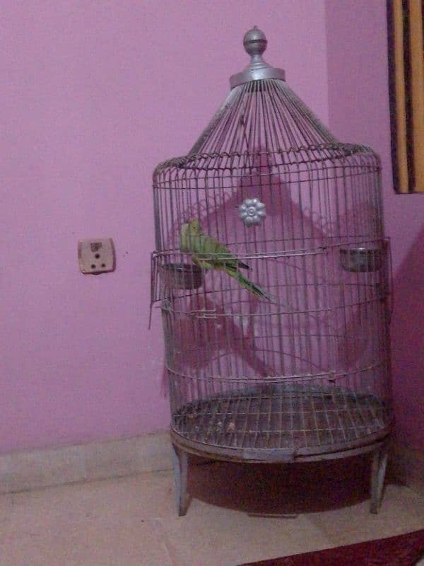 ringneck female parrot sales with big cage 1