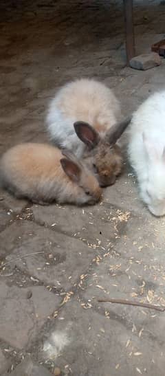 Angora Rabbit For sale