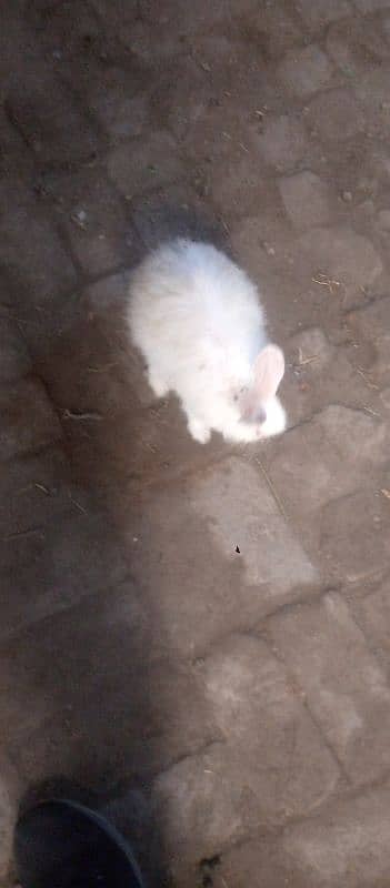 Angora Rabbit For sale 1