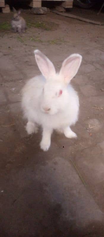 Angora Rabbit For sale 2