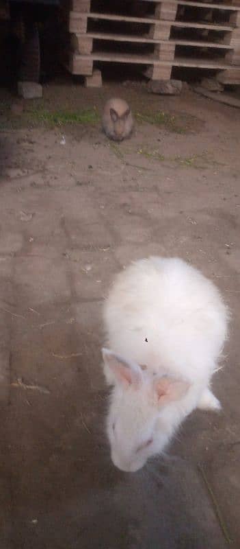 Angora Rabbit For sale 3