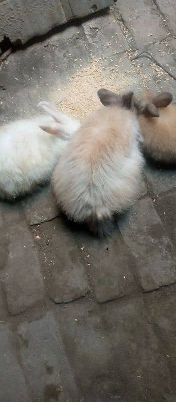 Angora Rabbit For sale 4