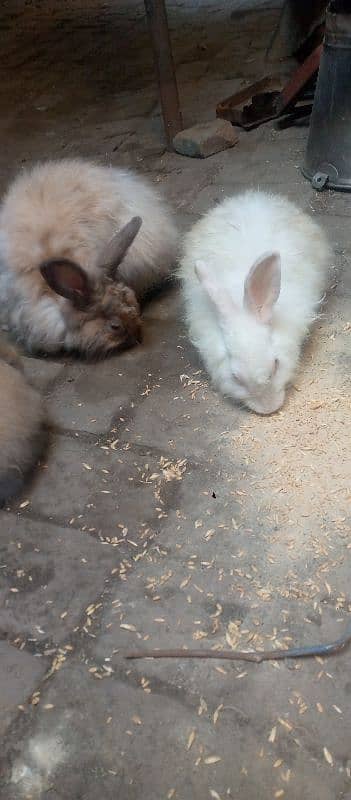 Angora Rabbit For sale 5