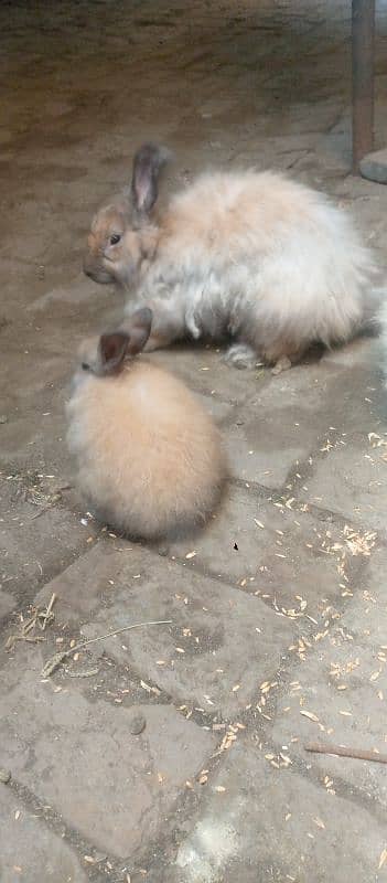 Angora Rabbit For sale 6