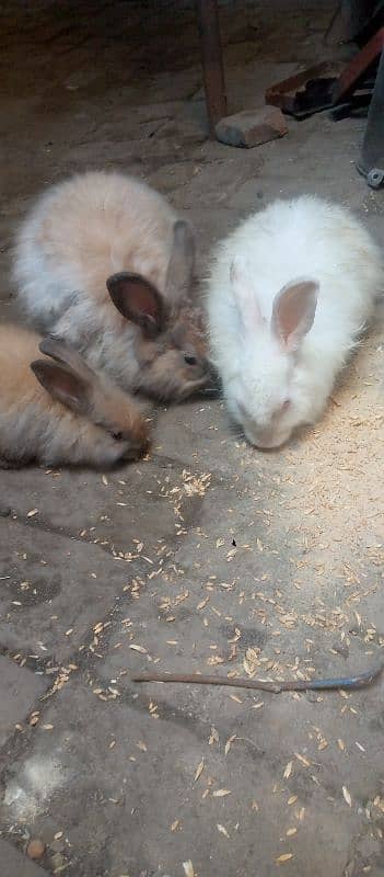 Angora Rabbit For sale 7