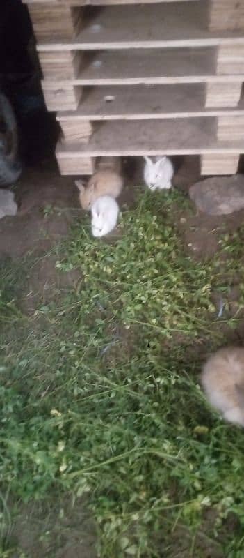 Angora Rabbit For sale 8