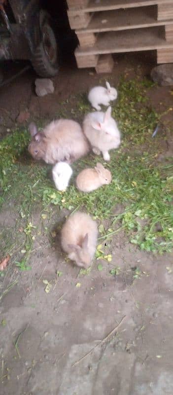 Angora Rabbit For sale 9