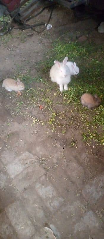 Angora Rabbit For sale 10