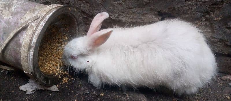 Angora Rabbit For sale 11